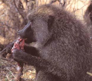 Baboons are omnivores Studies
