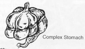 Subfamily Colobinae Colobus