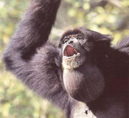 Gibbon Gibbons and Siamangs Siamang