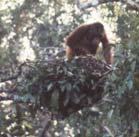 Frugivore Orangutan