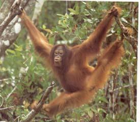 Orangutan- Quadrumanus locomotion Gorilla (Genus