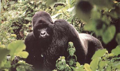 Gorilla (Genus Gorilla)