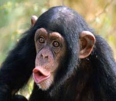 nuchal crests Chimpanzee (
