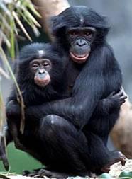 ( ) Pygmy chimpanzee