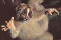 Strepsirhine (Lemurs and Lorises)