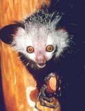 Lemuriformes Smaller lemurs tend to