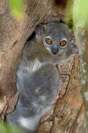 solitary Aye-aye Lemuriformes