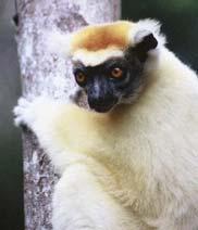 Some terrestrial Indris & sifakas