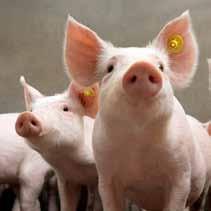 Examples are BSE, bovine tuberculosis, brucellosis, foot and mouth disease, classical swine fever and highly pathogenic avian influenza. Worldwide only one animal disease is eradicated: rinderpest.
