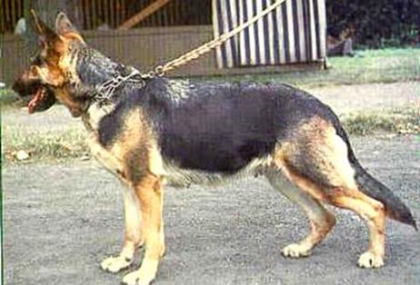 103 German Shepherd Dog History - Garrett There was also the T litter in which there were more Champions.