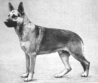 106 German Shepherd Dog History - Garrett During the early forties it was Lloyd Brackett and his followers who stirred up the most interest in the breed.