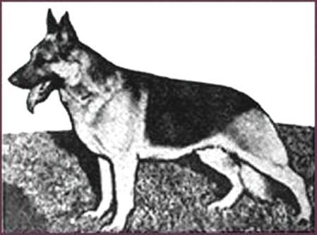 107 German Shepherd Dog History - Garrett It was not until 1950 that Brackett managed to produce one Grand Victrix, but he never was in tune with the establishment, many wondered about his breeding