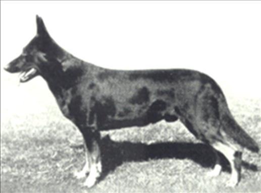 108 German Shepherd Dog History - Garrett 11 DOGS AND PEOPLE BEHIND THE IMPORTS During the days of von Stephanitz, a number of excellent breeders emerged and stayed.