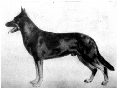 It was the people who believed and practiced, "The German Shepherd is a Working Dog" that took over in Germany.