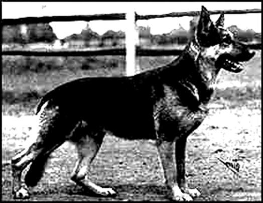 Franz Schorling von Bern Franz Schorling of von Bern Kennels was breeding dogs in 1924. The dogs that he bred were consistently near the top, pillars of the breed both in Germany and America.