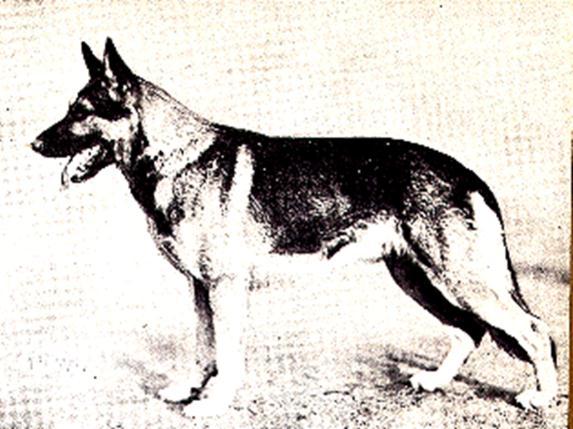112 German Shepherd Dog History - Garrett Johannes Breitbach Stolzenfels Odin von Stolzenfels Sieger 1933. This dog had a wonderful influence on the development of the breed.