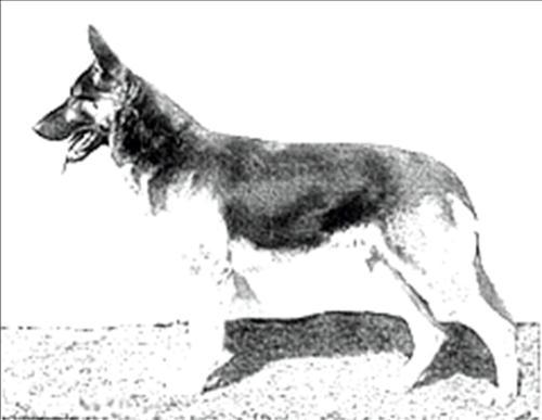 113 German Shepherd Dog History - Garrett Joe Schwabacher Secretainerie Kennels Ferdl von Secretainerie was winning all over Europe from 1935 on.