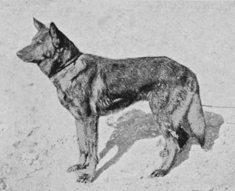 12 German Shepherd Dog History - Garrett 2 FROM BEFORE THE BEGINNING Horand von Grafrath Eisilin was the breeder of at least two of the key foundation dogs.