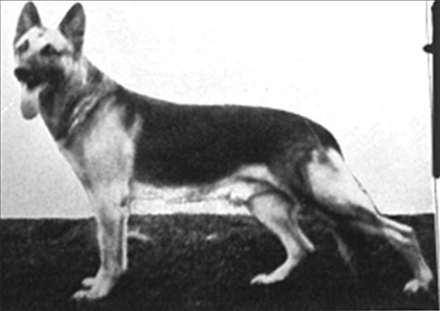 123 German Shepherd Dog History - Garrett 12 BRACKETT AND MANN Lloyd Brackett lived just outside of Allegan, a little town almost in the middle of the southern part of Michigan; a real country