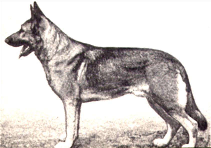 125 German Shepherd Dog History - Garrett Chlodulf von Peltzierhof PH. Note his pedigree, in Chapter 10, the line that follows back to Klodo, with no Utz.