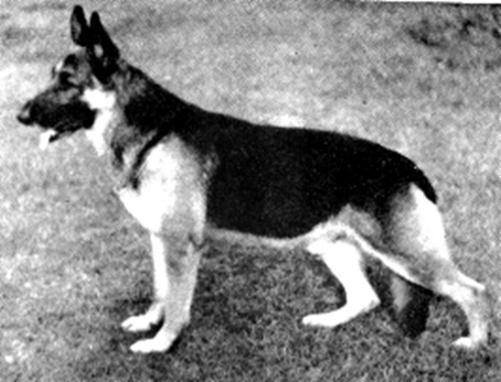 126 German Shepherd Dog History - Garrett Ch Derry of Long Worth. More extreme in rear, excellent shoulder layback, looks down in pasterns and soft in back. Was great producer.