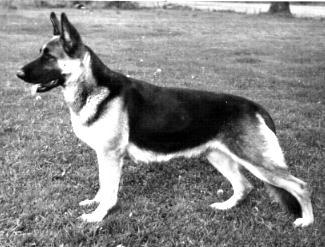 128 German Shepherd Dog History - Garrett Pfeffer was bred to Orex von Liebestraum. This combination gave Warrior of Long Worth.