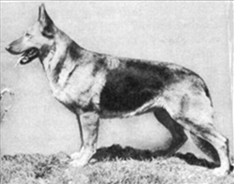129 German Shepherd Dog History - Garrett Before leaving this part of the Lloyd Brackett and Long Worth story, I will get back to more later, but let me go back now to Ch Ophelia of Greenfair.
