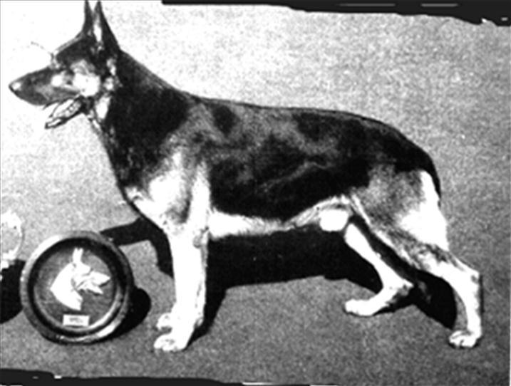131 German Shepherd Dog History - Garrett National Specialty in White Plains New York on a rainy day. I was there. He had selected Bill von Kliestweg Winners Dog.