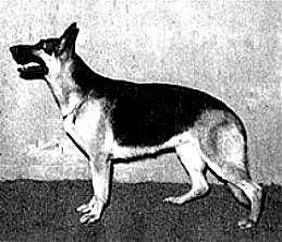 132 German Shepherd Dog History - Garrett Amongst Bill's American get was a dog called Ch Rikter von Liebestraum who was also a great producer but seldom used.