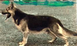 133 German Shepherd Dog History - Garrett behind these dogs would find its way back to Bill.