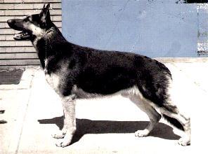 135 German Shepherd Dog History - Garrett 13 A PERSONAL LOOK AT BRACKETT'S PLANNED BREEDING Many of the exceptional dogs produced by Long Worth Kennels were not necessarily the ones they gave