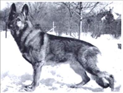137 German Shepherd Dog History - Garrett Mercurio was totally overshadowed when I was there, by that great show dog Ch Chimney Sweep of Long Worth, who was winning all over the United States and