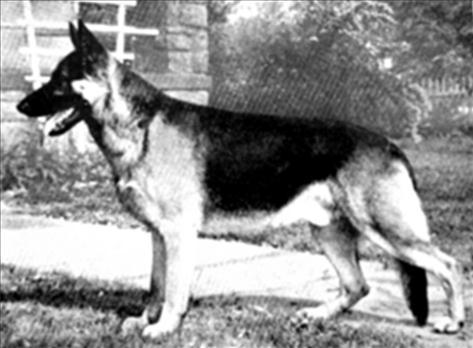 138 German Shepherd Dog History - Garrett it is typical of what they did with these closed up Long Worth animals, bred them to either the good imports back to seven generation breeding or take the