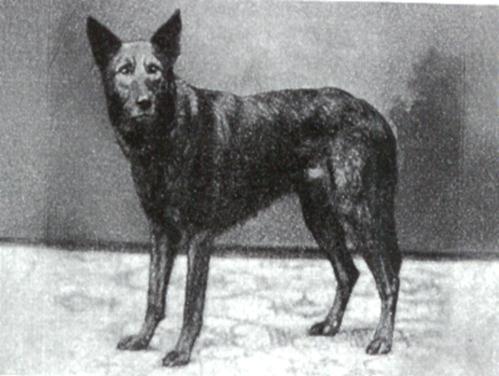 14 German Shepherd Dog History - Garrett 1899. In the same litter was another pillar that was almost forgotten about, because of the emphasis on Beowolf. His name was Pilot SZ-111.