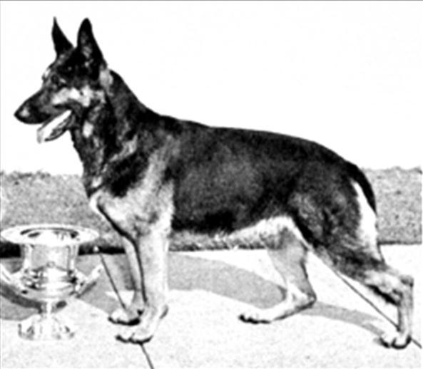 141 German Shepherd Dog History - Garrett American Grand Victor 1954 Ch Alert of Mi-Noah was a product of working with Long Worth stock and following along the breeding theories and lines of Long