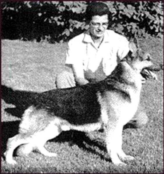143 German Shepherd Dog History - Garrett Ch Uncas of Long Worth with Dick Vaughn There was a daughter of Mercurio in the kennel who I note was much like him, Shady Lady of Long Worth.