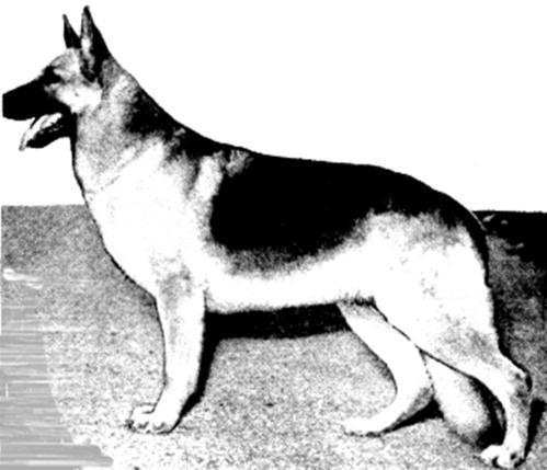 145 German Shepherd Dog History - Garrett putting his plan into practice. In one of the later breedings involving Elga von Saliba she was bred to Ch Keno of Long Worth.
