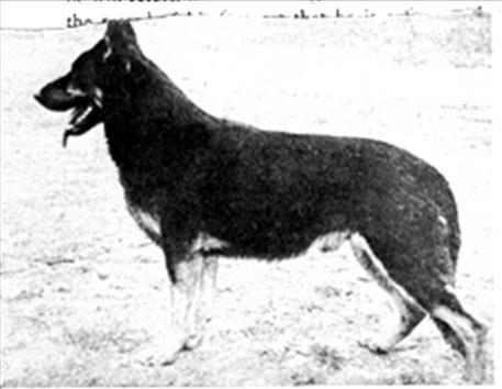 147 German Shepherd Dog History - Garrett It is only now when we look back that we realize just how much influence some of these dogs had and as we look at what they were, perhaps we understand just