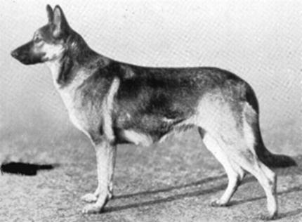 150 German Shepherd Dog History - Garrett Ruth von Stolzenfels, sister to Odin von Stolzenfels, Rauber and Wotan, written about above and also part of the basic constitution of this line.