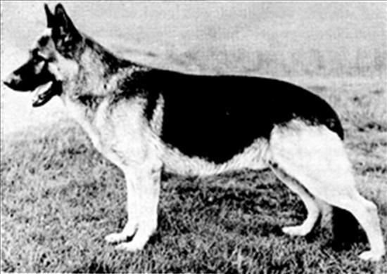 151 German Shepherd Dog History - Garrett and two other bitches. The R litter appeared to be most prepotent and for many years the German breedings were nearly all done with them as a focal point.