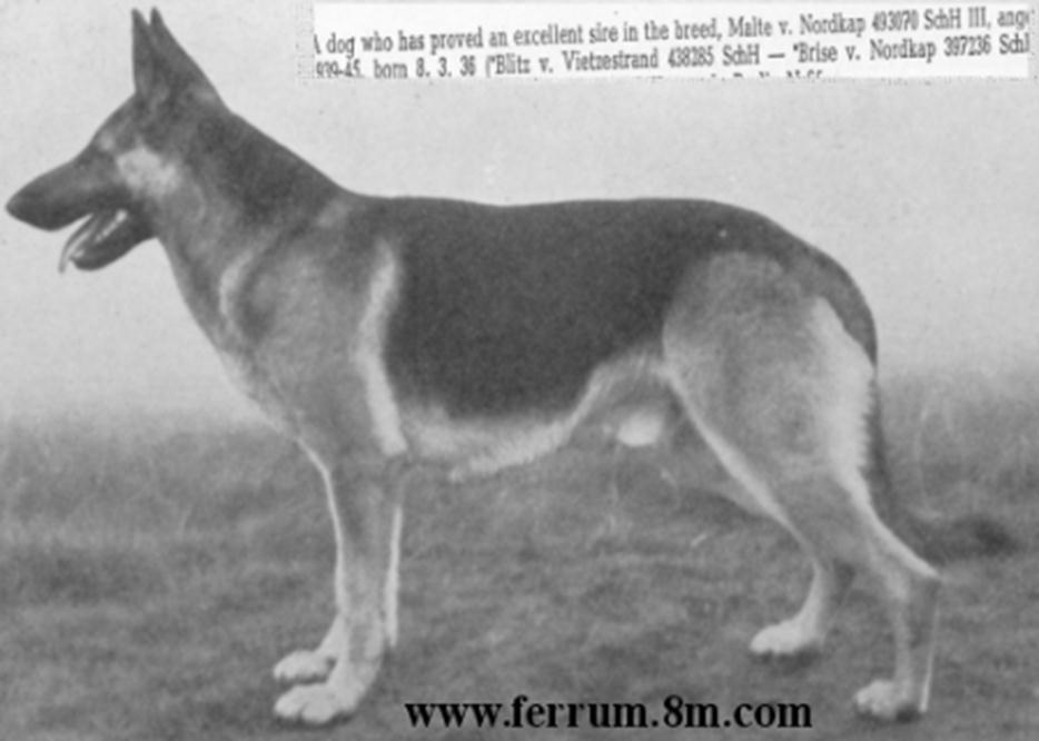 154 German Shepherd Dog History - Garrett In 1941 Malte von Nordkap SchH III was in the Selects listed as an outcross.