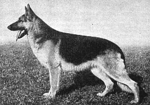 155 German Shepherd Dog History - Garrett Dux von Haus Scheutting In that '41 Select Class were the strong Odin von Stolzenfels descendants and those of his grandson through Sigbert Heidegrund,