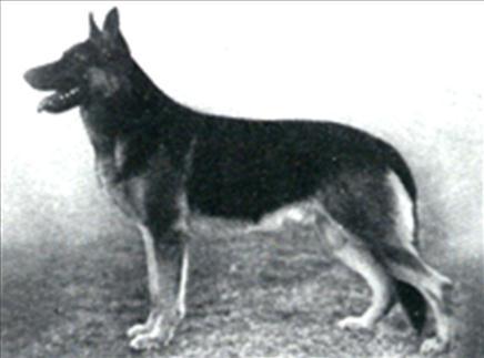 outcross breeding, the latter, a son of Onyx von Frollenback. In 1942 Eitel, Egon's brother was in the Selects instead of Eitel, both are seen as strength in good pedigrees.