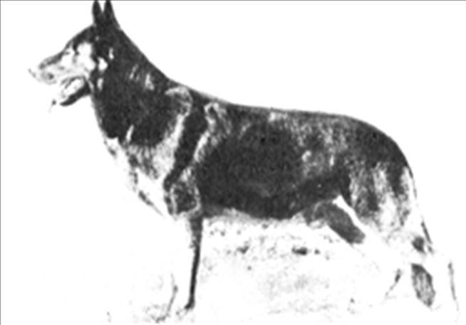 156 German Shepherd Dog History - Garrett There were no Sieger Shows between 1942 and 1946 (they still called them that) By 1946 the major dogs were Cralo von Haunstetten SchH II, line bred Curt von