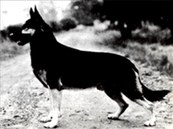 157 German Shepherd Dog History - Garrett Quell von Friedholtz SchH III came to America where he was a definite influence 1948 saw the addition of the Pirol son Quell von Friedholtz SchH III.