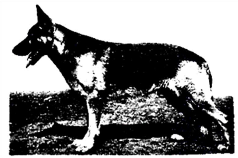 158 German Shepherd Dog History - Garrett Axel von der Deininghauserheide, who was such a great influence on the breed, especially when combined with the offspring of Rolf and Rosel of