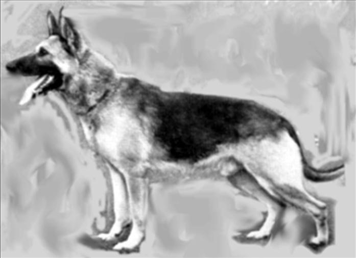 159 German Shepherd Dog History - Garrett The information on Immo von Hasenfang is sparse, other than he also had SchH III and was also considered outcross.