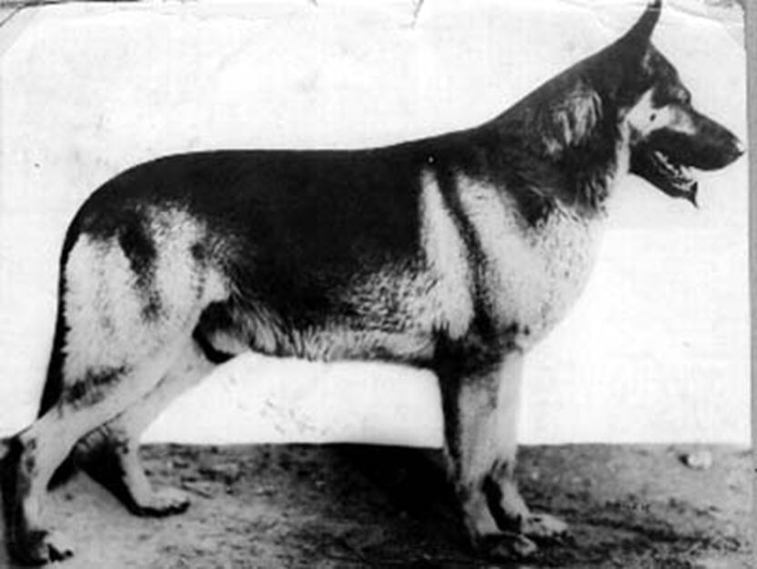 161 German Shepherd Dog History - Garrett 15 THE BOOK OF FUNK The era had some very different viewpoints of what was right in Germany.