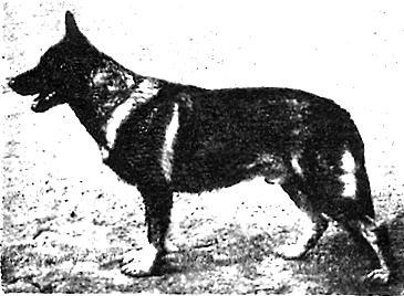 162 German Shepherd Dog History - Garrett Felix von Voglandshof son of Claudius von Hain was in the Selects about '48.