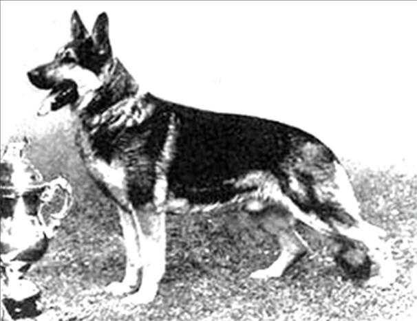 163 German Shepherd Dog History - Garrett Arno 's pedigree is different but the father lines go back the same way that the lines go from Erich von Glockenbrink.